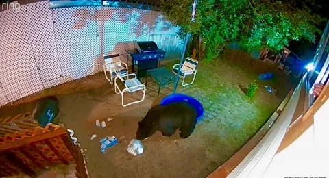 Grumpy Mama Bear in My Yard, South Lake Tahoe, California, USA - 01 Jan 1970 Stock Footage 205432699