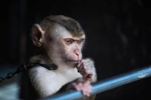 The Grumpy monkey colored  Stock Photos