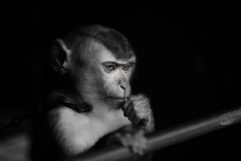 The Grumpy monkey  Stock Photos