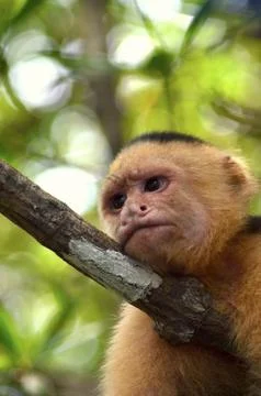 Grumpy Monkey 写真素材