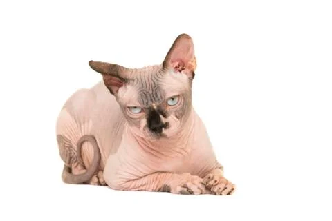 Grumpy naked sphinx cat lying down isolated on a white background Stock Photos