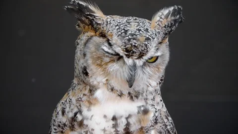 Grumpy owl has had enough Video stock 116115806