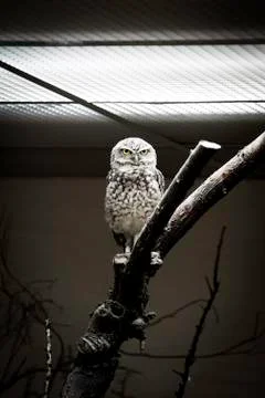 Grumpy owl stares at something Stock Photos
