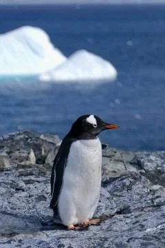 Grumpy penguin standing on stone beach before iceberg, Antarctica Stock Photos