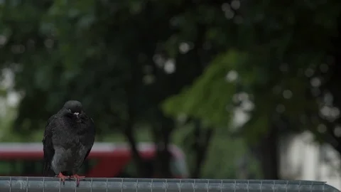 Grumpy pigeon perched on fence - red bus pulls up behind. Stock Footage 93210569