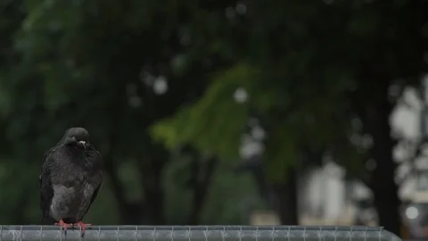 Grumpy pigeon sitting on fence Stock Footage 93210559