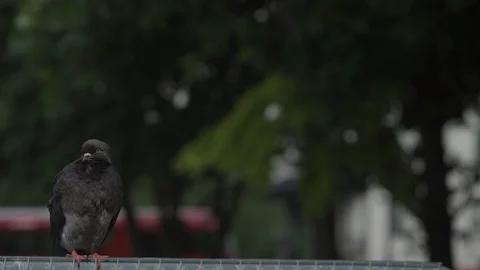 Grumpy pigeon sitting on fence with red bus in background. London Stock Footage 93210575