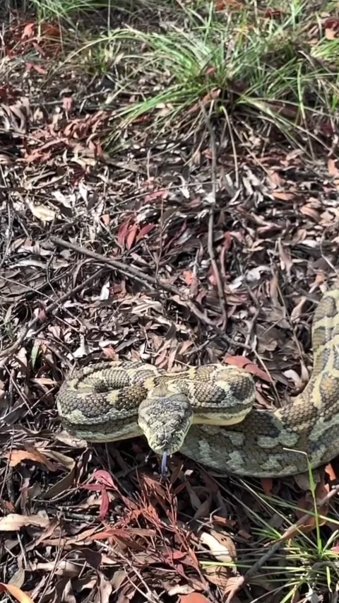 Grumpy Python Strikes at Snake Catcher, Brisbane, Queensland, Australia - 19 Jan Vídeo Stock 205194857