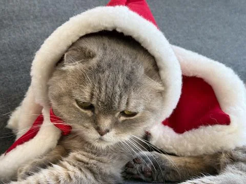 Grumpy scottish fold cat in santa costume for christmas concept of pet shops Stock Photos