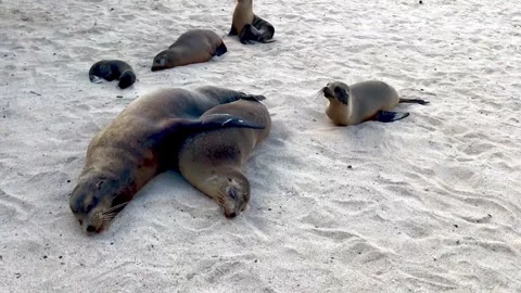 Grumpy sea lion father chastises hungry baby for interrupting nap time 스톡 동영상 272565484