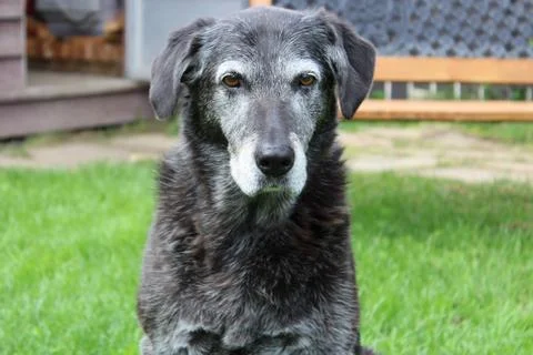 Grumpy Senior Dog in the Backyard Stock Photos