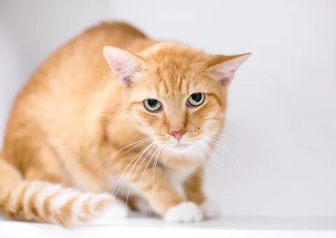 A grumpy shorthair cat staring at the camera Stock Photos