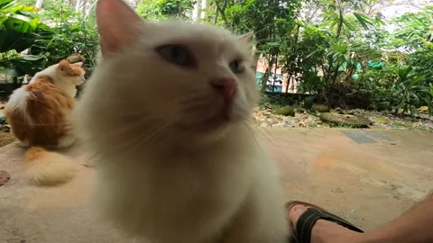 Grumpy sleepy cat Stock Footage 194445657