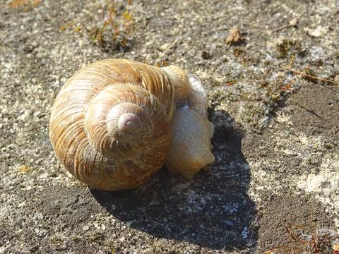 Grumpy snail starts bubbling Stock Photos