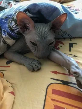 Grumpy sphynx cat lying in bed under blanket, close-up indoors 스톡 사진