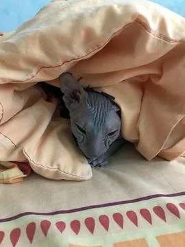 Grumpy sphynx cat lying in bed under blanket, close-up indoors 스톡 사진