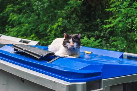 A grumpy stray cat lying on top of a garbage container Stock Photos