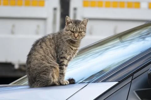 Grumpy stray cat sitting on the car hood Stock Photos