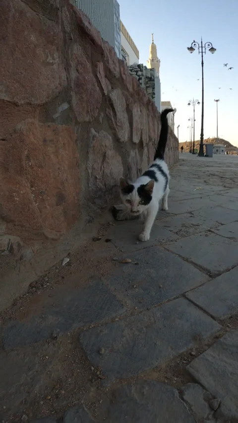 Grumpy Stray Kitten Hissing on City Sidewalk Vídeo Stock 328958177