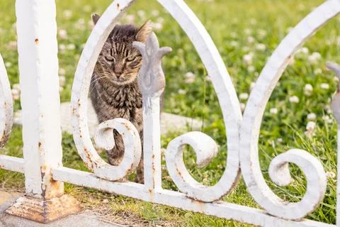 Grumpy stray tabby cat looking through white ornate metal fence in Istanbul Stock Photos