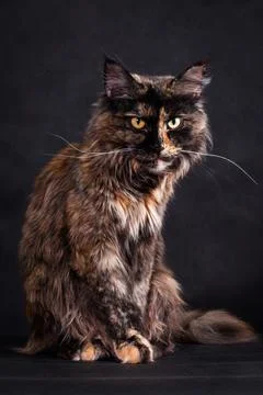 Grumpy strict Maine Coon cat on a black background Stock Photos