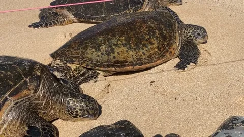 Grumpy turtles get splashed by the waves Stock Footage 247022624