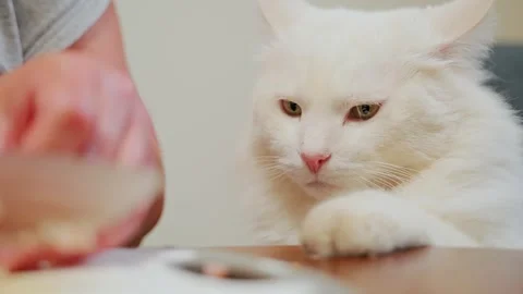 Grumpy White Cat Closely Watches Ham Slicing – Slow Motion Kitchen Close-Up 動画素材 310210065