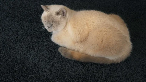 Grumpy White Cat Sitting On A Grey Carpet Stock Footage 95761752