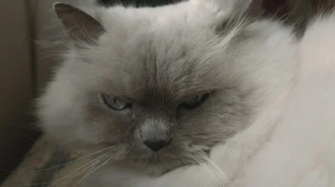 Grumpy White Lap Cat Stock Footage 52197100
