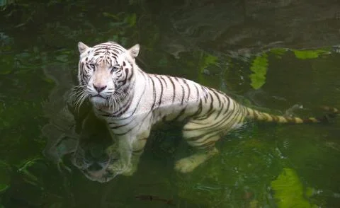 Grumpy white tiger in water Stock Photos