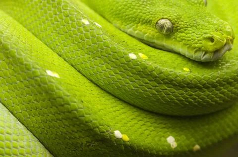 Grüne Baumpython Nahaufnahme einer Grüner Baumpython (Morelia viridis) in . Foto stock