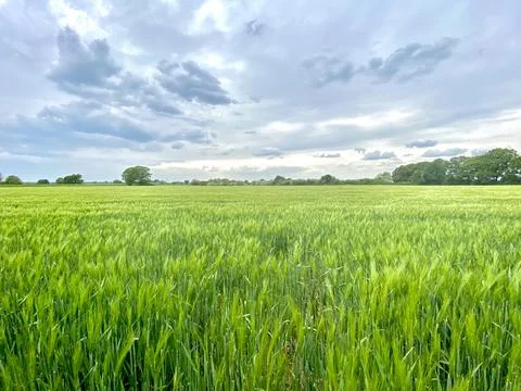 Grüne Idylle Stock Photos