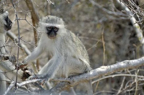 Grüne Meerkatze (cercopithecus aethiops) Grüne Meerkatze (cercopithecus a. Foto stock