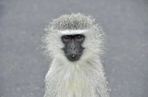  Grüne Meerkatze (cercopithecus aethiops) Grüne Meerkatze (cercopithecus a. Stock Photos