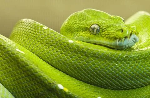 Grüne Python glatt Nahaufnahme einer Grüner Baumpython (Morelia viridis) i. Stock-Fotos