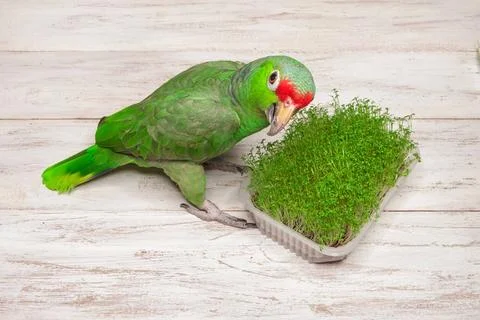 Grüner Amazonas-Papagei an einem Tablett mit frischen Mikrosprossen Beauti.. Stock Photos