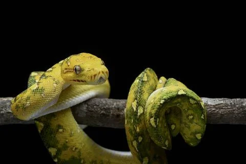 Grüner Baumpyhton um einen Ast gewickelt Grüner Baumpyhton um einen Ast ge. Stock Photos