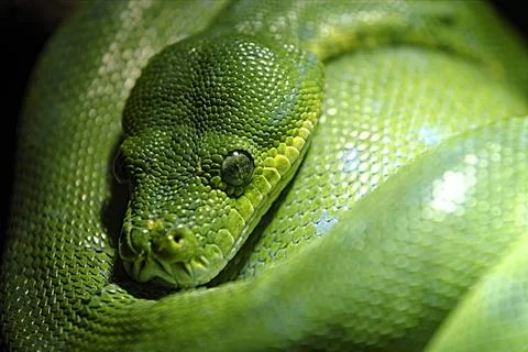  Grüner Baumpython Grüner Baumpython Copyright: xZoonar.com/RalfxGromannx . 스톡 사진