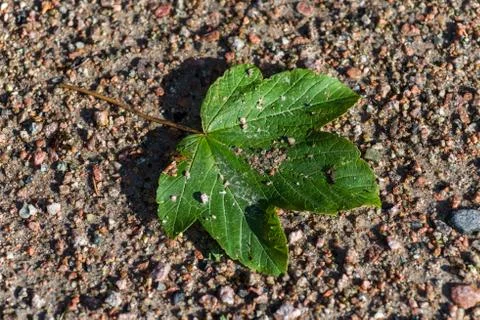 Grüner blatt Stock Photos