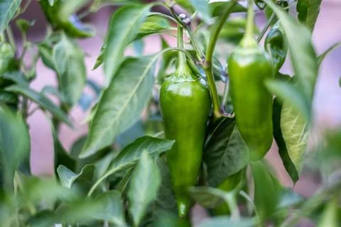 Grüner Paprika Stock Photos