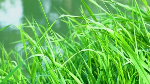 Grünes Gras im Wind an Fluss oder See Stock Footage 160535024