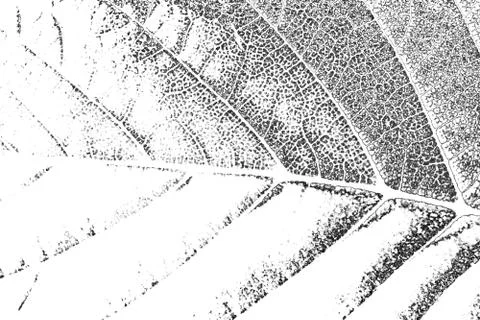 Grunge background black and white. Abstract monochrome pattern of leaf textur Foto stock