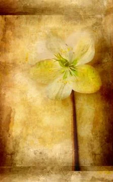 Grunge background with hellebora Stock Illustration