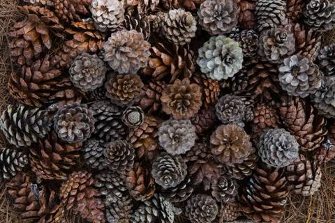 Grunge background of pine cones Stock Photos