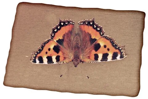 Grunge butterfly background Stock Illustration