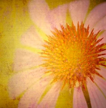 Grunge daisy Stock Photos