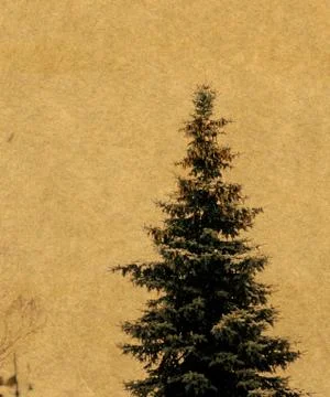 Grunge Fir Tree 스톡 일러스트