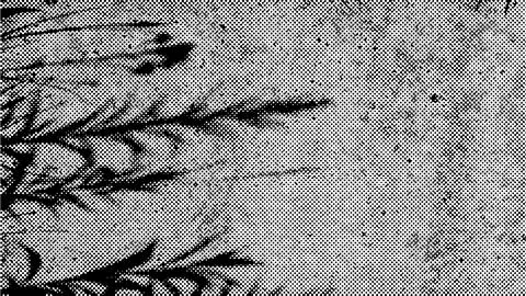 Grunge halftone vector organic background wit grass shadow. Vector 16x9 Illustrazione stock