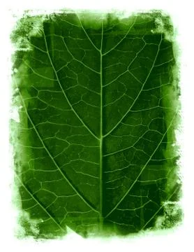Grunge leaf framed background Stock Illustration