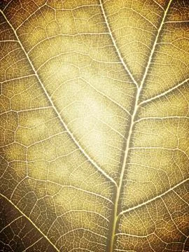 Grunge leaf veins texture background 스톡 일러스트